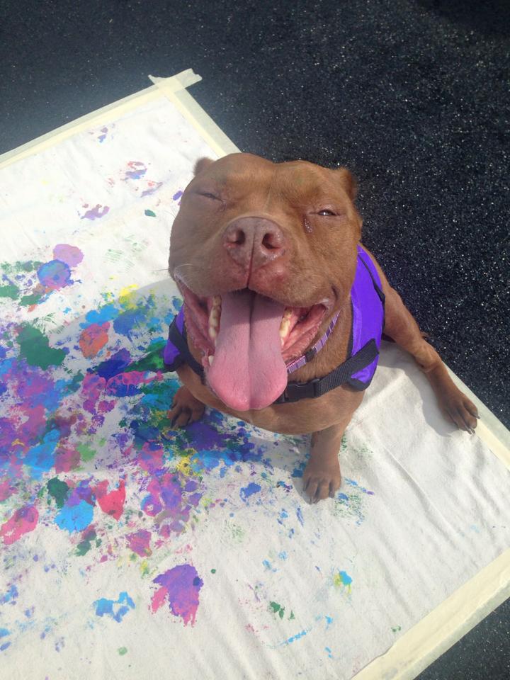 Turtle the Painting Pit Bull
