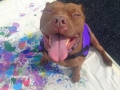 Turtle the Painting Pit Bull